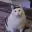 HUHCAT