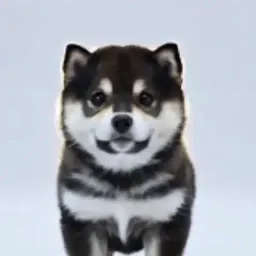 BlackShiba