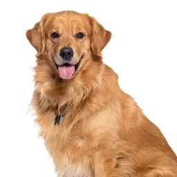 Biscuit