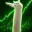 Loongcat