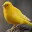 Canary