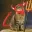 DARECAT