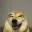 loldog