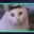 Huhcat