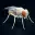 FLY