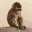 blindape