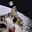 MOONCAT