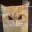 pixelcat
