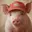 ANTHROPIG