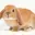 HONEYBUNNY