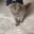 XRPCAT