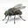 FLY