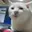 pumpcat