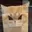 pixelcat