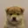 WUF