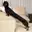longdog
