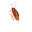 COCKROACH