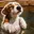 Splash Dog