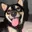Hachi