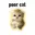 POORCAT