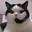 CALLCAT