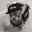 uberdog