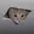CEILINGCAT