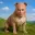 pitbull