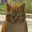 Gato