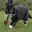 PIPECAT