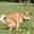 DOGSHIT