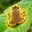 TOAD