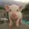Pigthcua