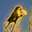PARROT