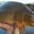 CARP