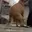 TWERKDOG 