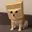 ZDOG