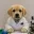 Lab