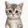 Kitty